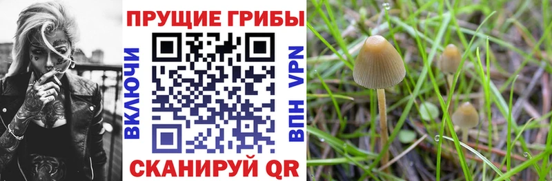 Купить где  Городище  Псилоцибиновые грибы ЛСД 